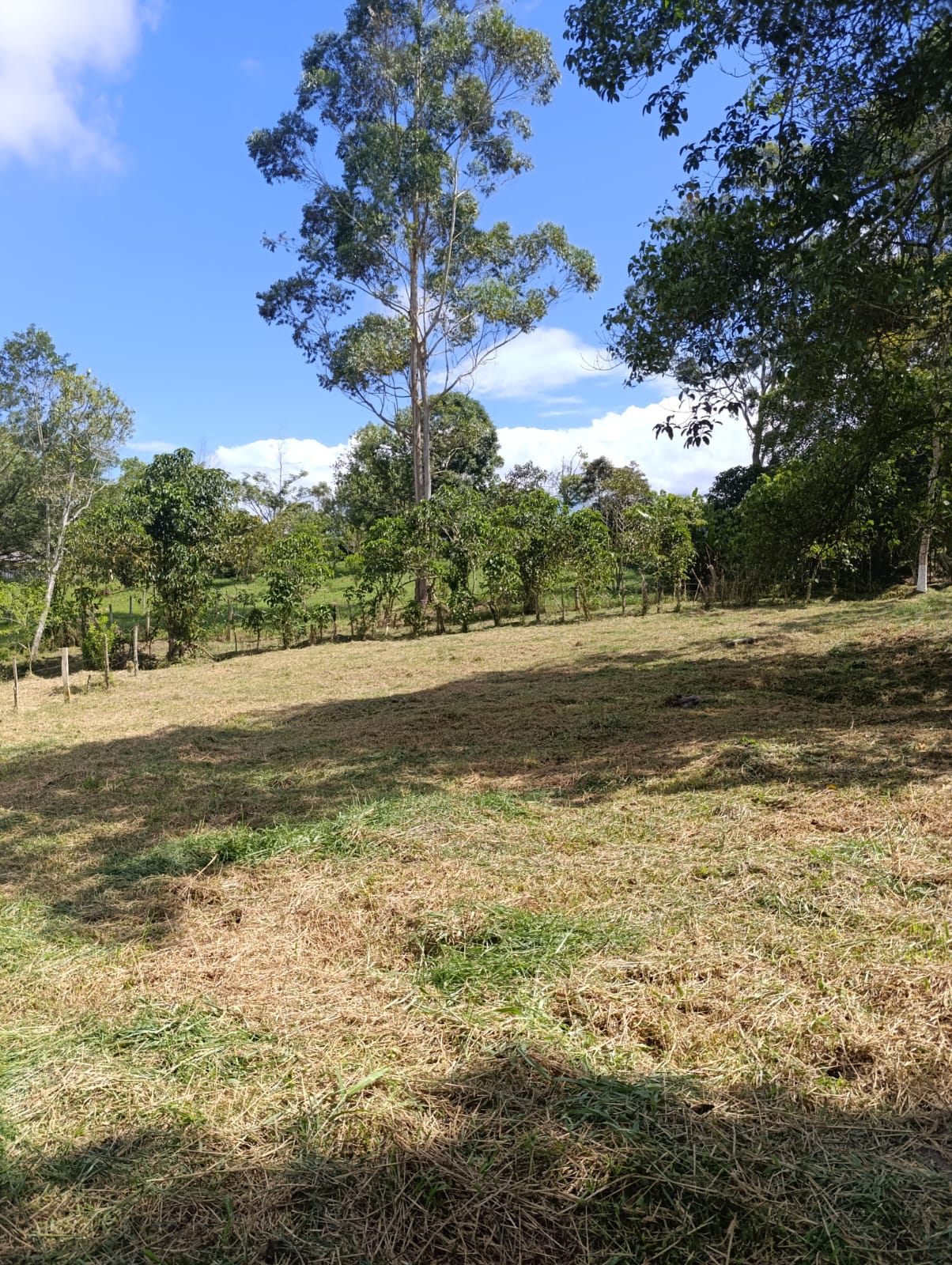 Lote - Zarate Olarte Inmobiliaria